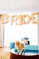 petit chien des stands sur une table suivant à bleu cadeau Sacs et gonflable des lettres sur une rideau. légende. la mariée photo
