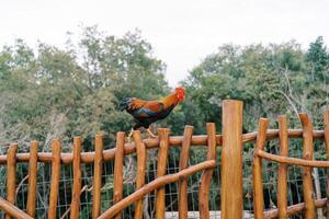 coloré coq des promenades le long de une en bois clôture dans le parc photo