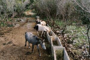 troupeau de les chevaux mange foins de pierre auges dans une vert parc photo