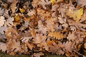 déchue l'automne chêne feuilles mensonge sur le sol photo