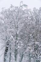 neigeux blanc forêt sur une flanc de montagne photo