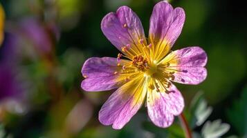 ai généré blanc fleur de anémone, isolé sur blanc Contexte. magnifique Facile ai généré image dans 4k, unique. photo