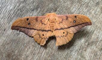 rare velu papillon sur plateau en bois vue de rare velu papillon sur en bois sol. préservation et rare espèce concept.fr sol. préservation et rare espèce concept. photo