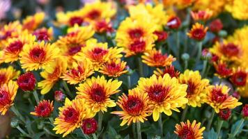 Frais brillant bicolore, Jaune rouge chrysanthèmes des buissons dans l'automne jardin photo