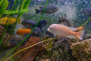 pseudotrophée zèbre, rouge africain cichlidés mbuna nager dans aquarium photo