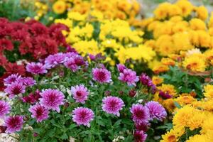 Frais brillant rouge, violet et Jaune chrysanthèmes des buissons dans l'automne jardin photo