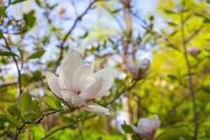 épanouissement arbre branche avec blanc magnolia soulangeana fleurs en plein air photo