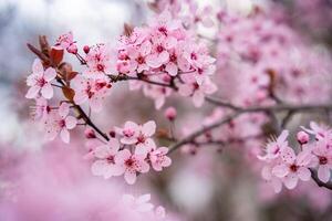 magnifique printemps Contexte avec rose fleurs de Cerise arbre dans printemps temps dans Prague parc. haute qualité photo