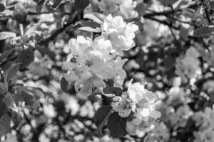 la photographie sur thème magnifique fruit branche Pomme arbre avec Naturel feuilles en dessous de nettoyer ciel photo