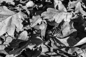 la photographie à thème grand magnifique toxique champignon dans forêt sur feuilles Contexte photo