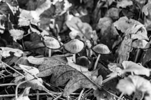 la photographie à thème grand magnifique toxique champignon dans forêt sur feuilles Contexte photo