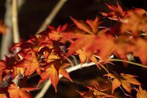 un illuminé rouge feuilles à le traditionnel jardin à nuit dans l'automne proche en haut photo