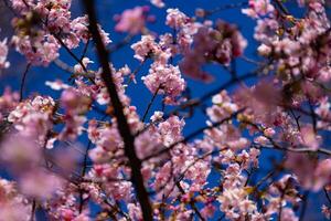 kawazu Cerise fleurs derrière bleu ciel ensoleillé journée proche en haut photo