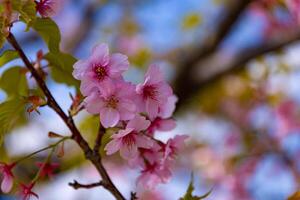 kawazu Cerise fleurs dans plein Floraison à le parc proche en haut ordinateur de poche photo