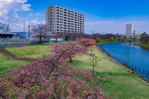 kawazu Cerise fleurs dans plein Floraison à le parc large coup photo