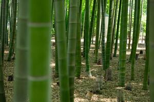 une vert bambou forêt dans printemps ensoleillé journée photo