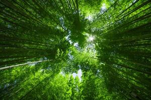 une vert bambou forêt dans printemps ensoleillé journée large et Haut coup photo
