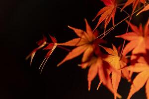 un illuminé rouge feuilles à le traditionnel jardin à nuit dans l'automne proche en haut photo