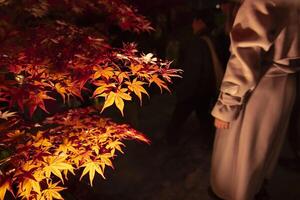 un illuminé rouge feuilles à le traditionnel jardin à nuit dans l'automne proche en haut photo