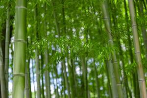 vert bambou feuilles dans Japonais forêt dans printemps ensoleillé journée photo