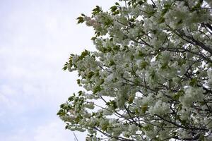 Royaume-Uni Cerise fleurs balancement dans le vent nuageux journée photo