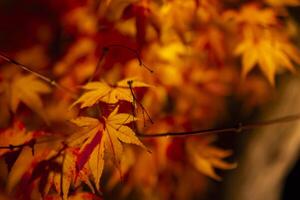 un illuminé rouge feuilles à le traditionnel jardin à nuit dans l'automne proche en haut photo