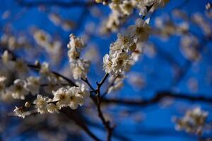 prune fleur derrière le bleu ciel ensoleillé journée photo