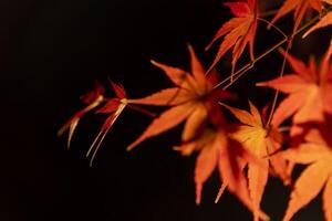 un illuminé rouge feuilles à le traditionnel jardin à nuit dans l'automne proche en haut photo