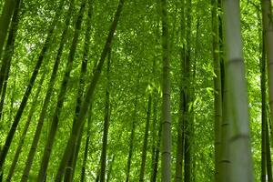 vert bambou feuilles dans Japonais forêt dans printemps ensoleillé journée photo