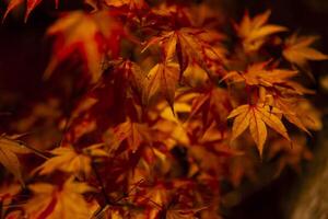 un illuminé rouge feuilles à le traditionnel jardin à nuit dans l'automne proche en haut photo