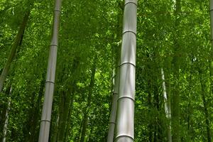 vert bambou feuilles dans Japonais forêt dans printemps ensoleillé journée photo