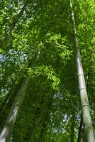 vert bambou feuilles dans Japonais forêt dans printemps ensoleillé journée photo