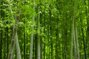 vert bambou feuilles dans Japonais forêt dans printemps ensoleillé journée photo