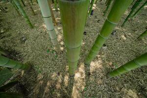 une vert bambou forêt dans printemps ensoleillé journée à la recherche vers le bas photo