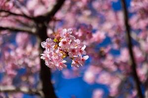 kawazu Cerise fleurs derrière bleu ciel ensoleillé journée proche en haut photo