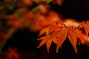 un illuminé rouge feuilles à le traditionnel jardin à nuit dans l'automne proche en haut photo