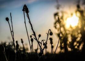 été le coucher du soleil Contexte avec plantes de plein champ village feuillage photo