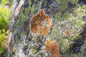 texture de roche en pierre avec de la mousse orange verte et du lichen, norvège.