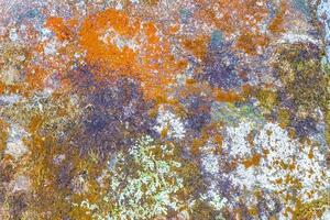 texture de roche en pierre avec de la mousse verte et du lichen au brésil.