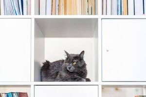 une enfumé gris et très duveteux chat est assis sur une étagère parmi livres et regards autour avec curiosité photo