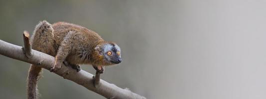 bannière avec portrait de lémurien de Madagascar à front rouge curieux et mignon sur fond dégradé lisse et espace de copie pour le texte, été, extérieur photo