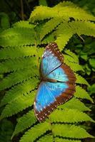 beau grand papillon bleu est assis à la fougère épineuse à feuilles persistantes aka paysage de l'ère jurassique, gros plan, détails photo