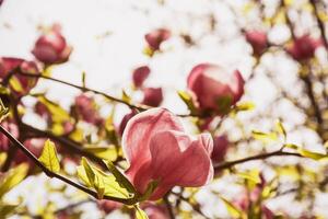 magnifique épanouissement magnolia arbre dans printemps dans le parc photo