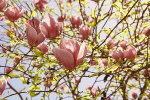 magnifique épanouissement magnolia arbre dans printemps dans le parc photo