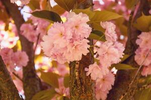 magnifique épanouissement Sakura arbre dans printemps dans le parc photo