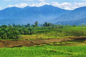 magnifique Matin vue de Indonésie de montagnes et tropical forêt photo