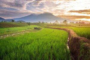 magnifique Matin vue Indonésie. panorama paysage paddy des champs avec beauté Couleur et ciel Naturel lumière photo