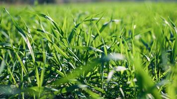 le détails de grain étapes de croissance photo