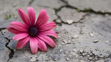 ai généré vibrant rose fleur sur fissuré béton Contexte photo