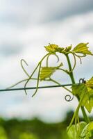 proche en haut vue de grain de raisin feuilles dans vignoble, peu profond profondeur de champ. grain de raisin feuilles sur branche avec vrilles avec nuageux ciel Contexte. Allemagne. fond d'écran. copie espace photo